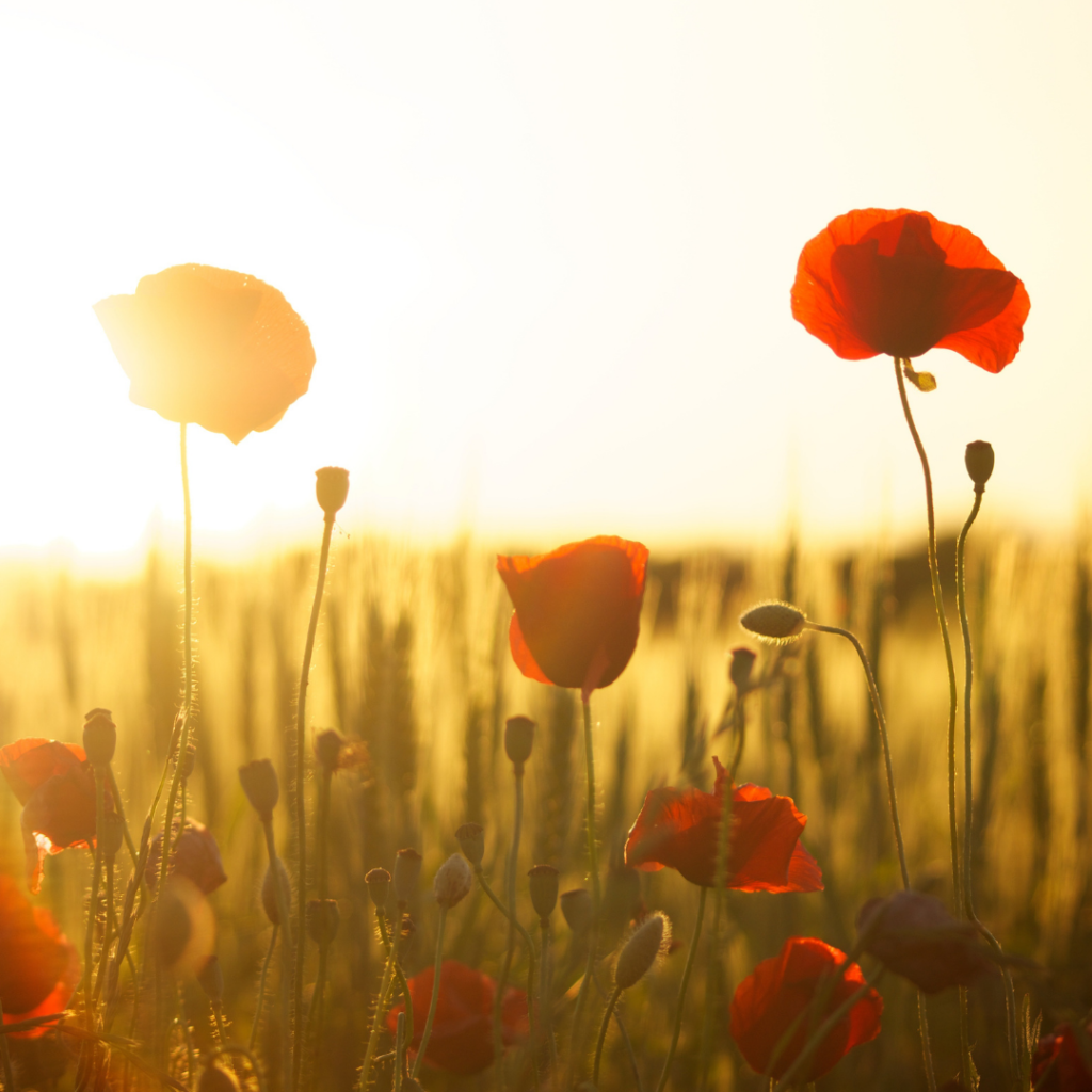 Conflit en Ukraine